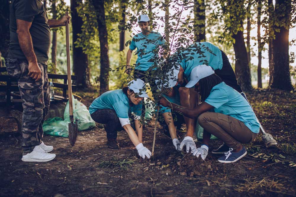 Team of people planting a tree in the forest