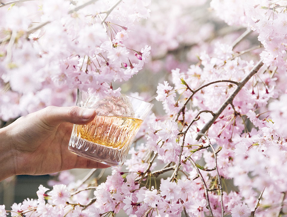 A glass of whisky against a full bloom sakura background