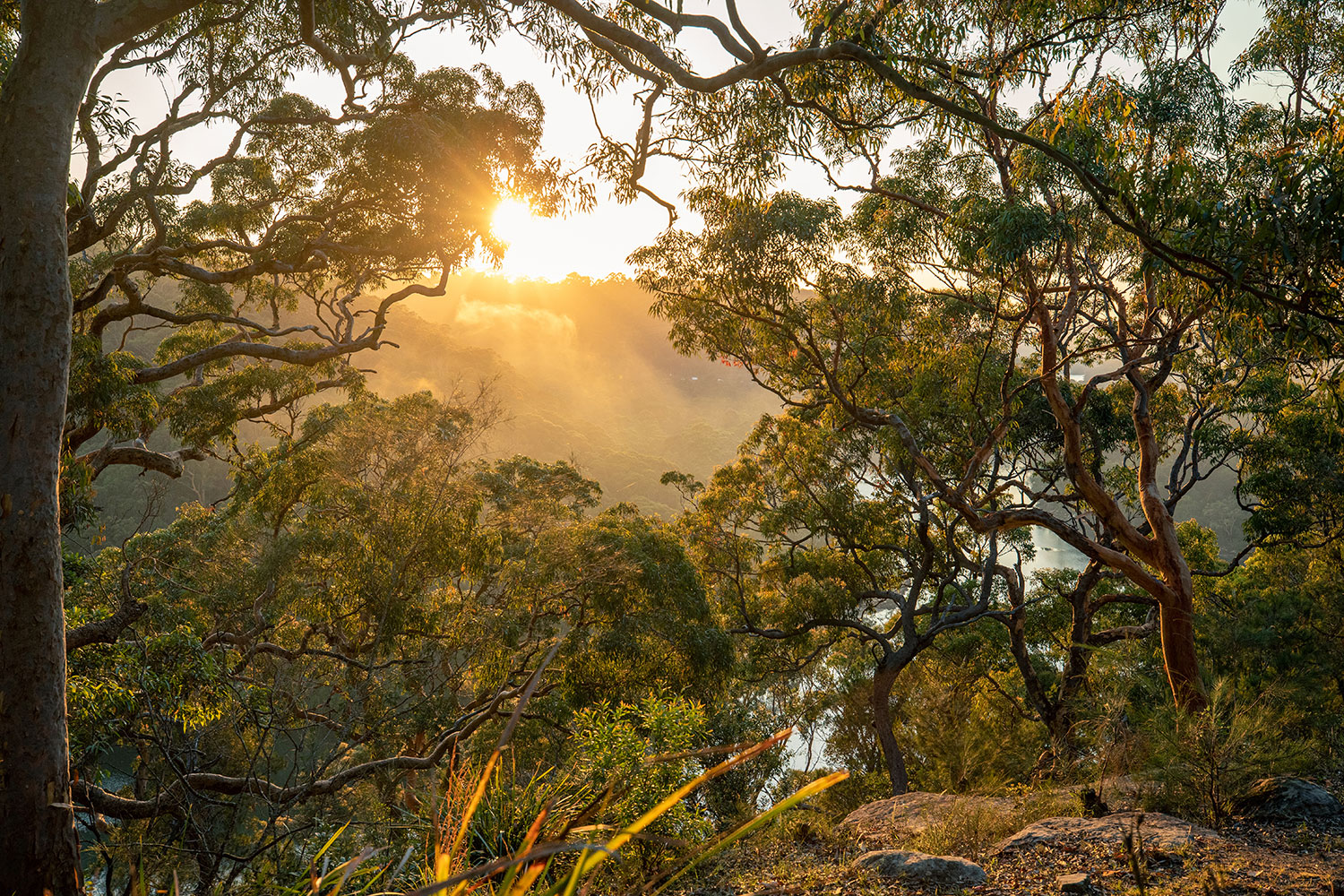 Australian bushland at sunset